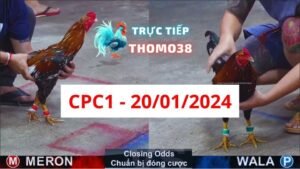 Đá gà thomo CPC1 ngày 20/01/2024