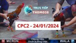 Đá gà thomo CPC2 ngày 24/01/2024