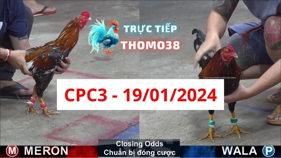 Đá gà thomo CPC3 ngày 19/01/2024