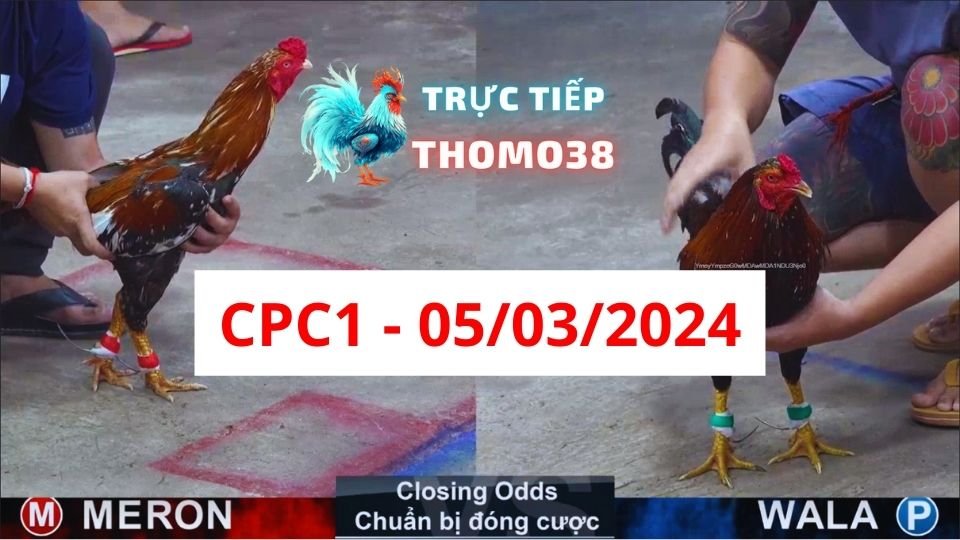 Đá gà thomo CPC1 ngày 05/03/2024