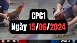 Đá gà thomo CPC1 ngày 15/06/2024