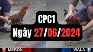 Đá gà thomo CPC1 ngày 27/06/2024