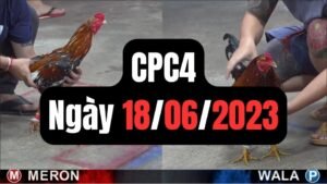 Đá gà thomo CPC4 ngày 18/06/2024