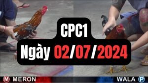 Đá gà thomo CPC1 ngày 02/07/2024