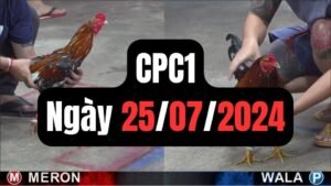 Đá gà thomo CPC1 ngày 25/07/2024