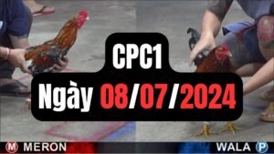 Đá gà thomo CPC1 ngày 08/07/2024