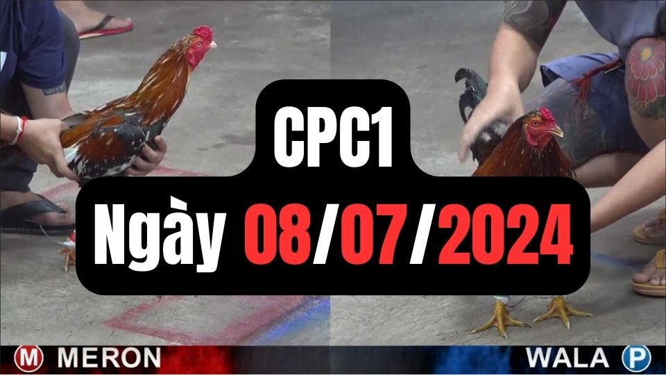 Đá gà thomo CPC1 ngày 08/07/2024