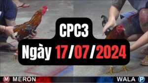 Đá gà thomo CPC3 ngày 17/07/2024