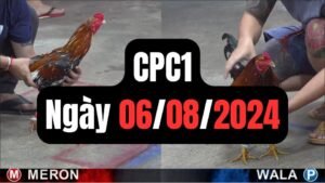 Đá gà thomo CPC1 ngày 06/08/2024