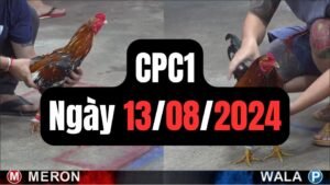 Đá gà thomo CPC1 ngày 13/08/2024