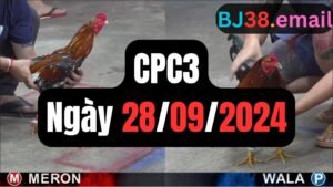 Đá gà thomo CPC3 ngày 28/09/2024